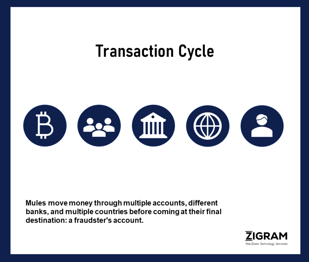 Money Mules Transaction Cycle